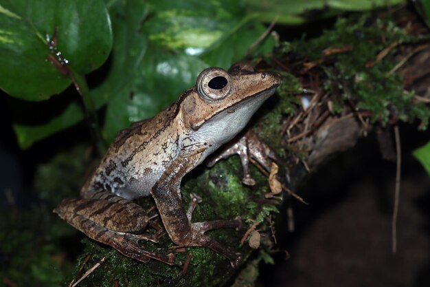 Polypedates otilophus closeup su muschio Polypedates otilophus vista frontale closeup animale