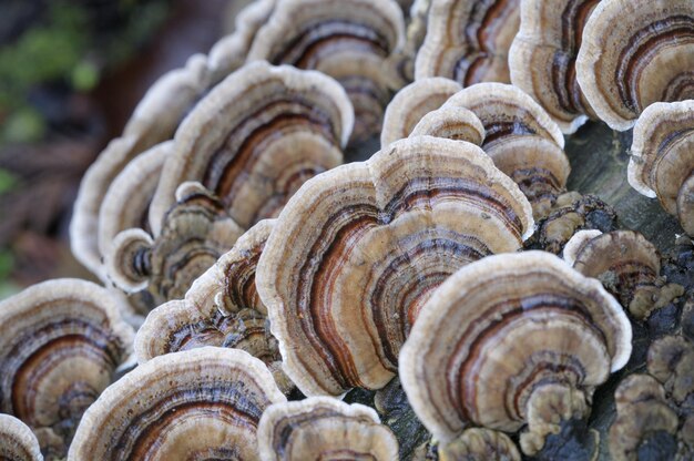 Polypore di coda di tacchino (Trametes Versicolor)