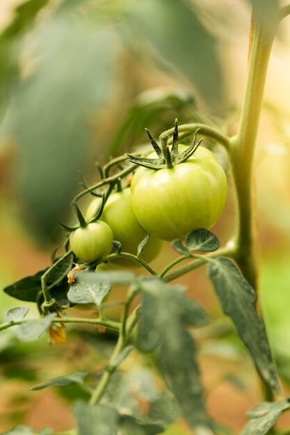 Pomodori acerbi di diverse dimensioni