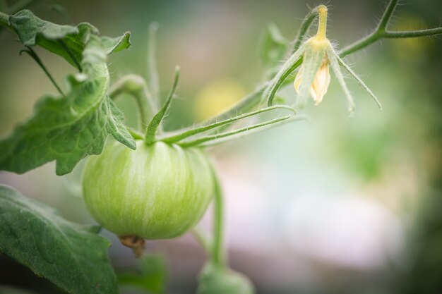 Pomodori verdi in un giardino