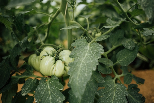 Pomodoro organico verde del primo piano