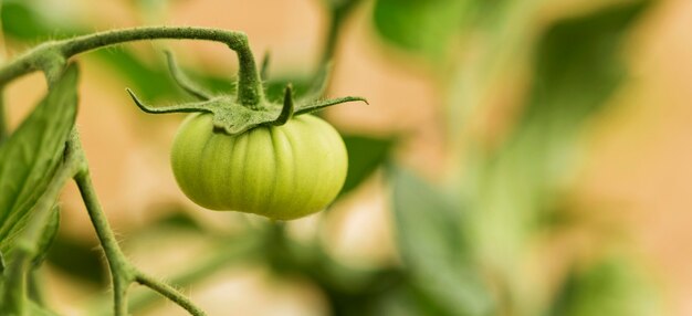 Pomodoro verde con sfondo sfocato