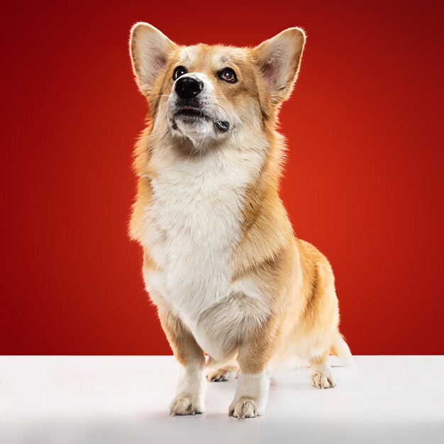 Portami a casa. Il cucciolo di Welsh Corgi Pembroke è in posa. Cagnolino o animale domestico lanuginoso sveglio è seduto isolato su priorità bassa rossa. Servizio fotografico in studio. Spazio negativo per inserire il testo o l'immagine.