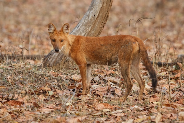 Posa del cane selvatico indiano nell'habitat naturale