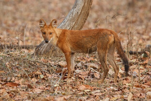 Posa del cane selvatico indiano nell'habitat naturale