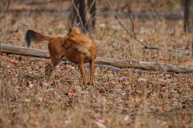 Posa del cane selvatico indiano nell'habitat naturale