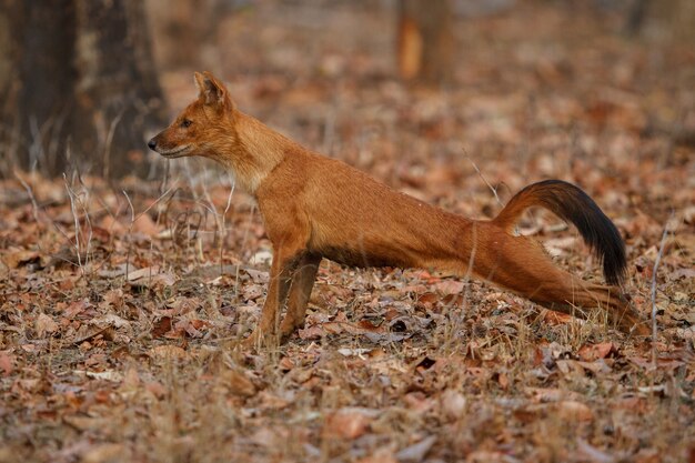 Posa del cane selvatico indiano nell'habitat naturale