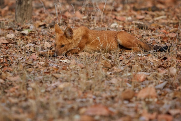 Posa del cane selvatico indiano nell'habitat naturale