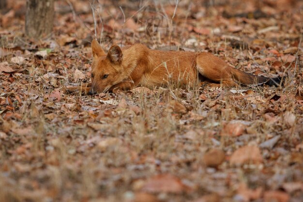 Posa del cane selvatico indiano nell'habitat naturale