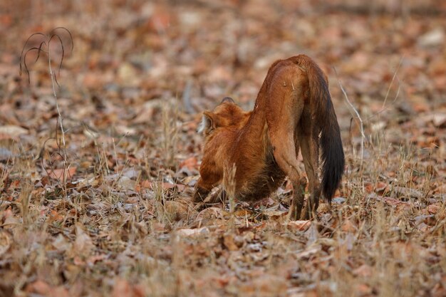 Posa del cane selvatico indiano nell'habitat naturale