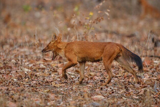 Posa del cane selvatico indiano nell'habitat naturale