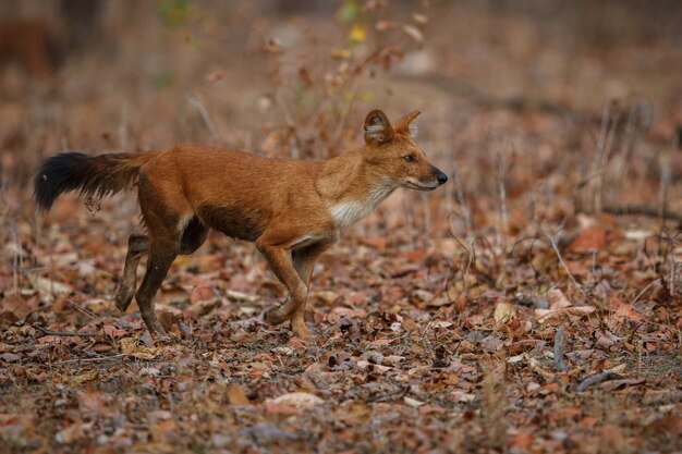 Posa del cane selvatico indiano nell'habitat naturale