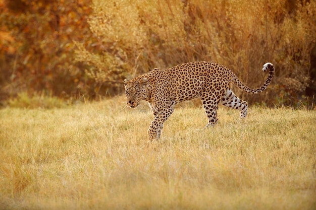 Posa della femmina del leopardo africano nella bella luce della sera