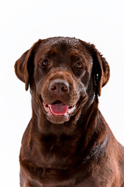 Posa di Brown labrador retriever