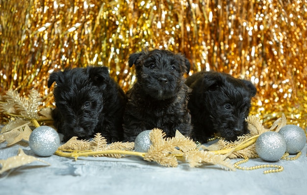 Posa di cuccioli di terrier scozzese. Simpatici cagnolini neri o animali domestici che giocano con le decorazioni di Natale e Capodanno. Sembra carino. Concetto di vacanze, tempo festivo, umore invernale. Spazio negativo.