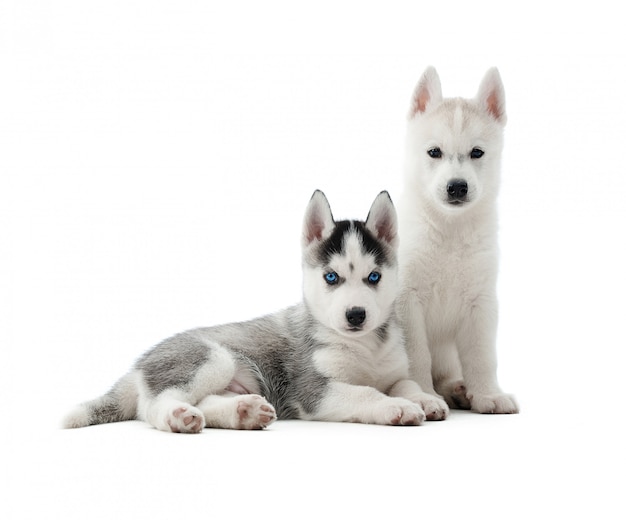 Posa divertente dei cuccioli del husky siberiano. Due simpatici cani come il lupo con il colore grigio e bianco della pelliccia e gli occhi azzurri. Isolato.