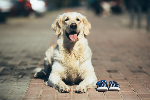 povero cane randagio strada divertente