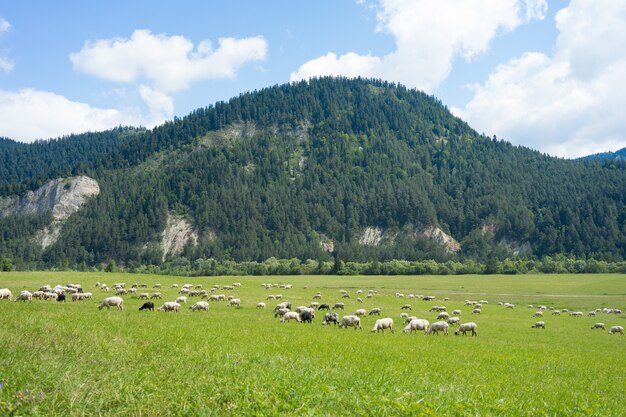 Prati soleggiati con un gregge di pecore al pascolo
