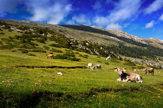 prato con le mucche in giornata estiva