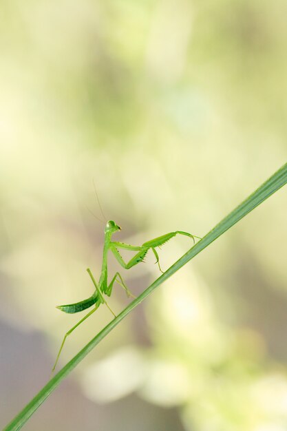 Praying Mantis su una foglia