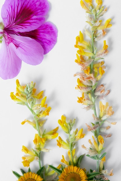 Pressa per fiori vista dall'alto con sfondo bianco