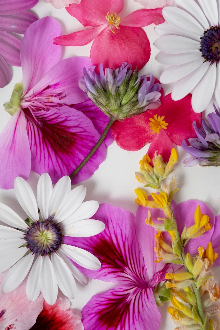 Foto gratuito pressa per fiori vista dall'alto con sfondo bianco