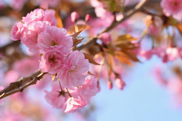 Primavera. Bello fondo dell&#39;estratto della molla floreale della natura. Rami fioriti di alberi per sp