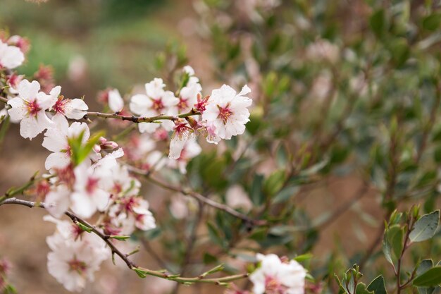 Primavera scena con fiori di mandorlo e sfondo sfocato