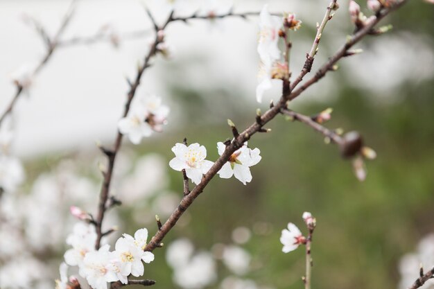 Primavera scena con il ramoscello in fiore e sfondo sfocato