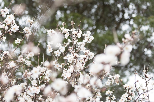 Primavera sfondo con fiori di mandorlo impressionante