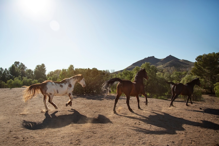 Foto gratuito primo piano a cavallo in natura