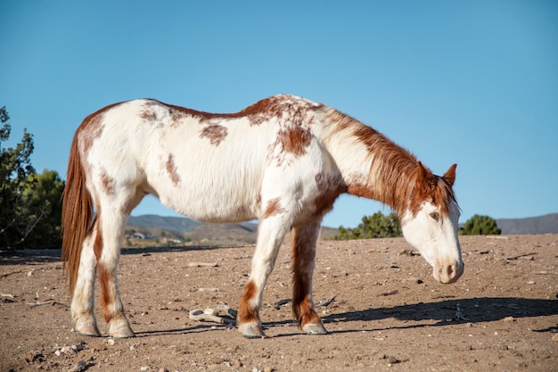 Primo piano a cavallo in natura