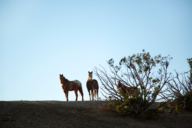 Primo piano a cavallo in natura