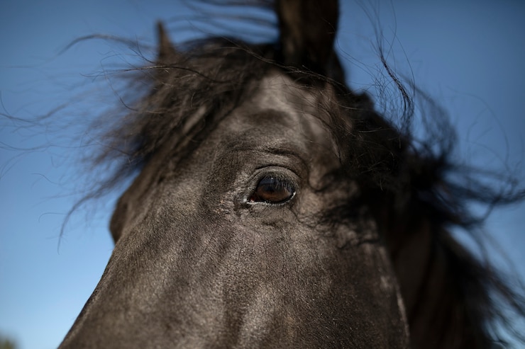 Foto gratuito primo piano a cavallo in natura