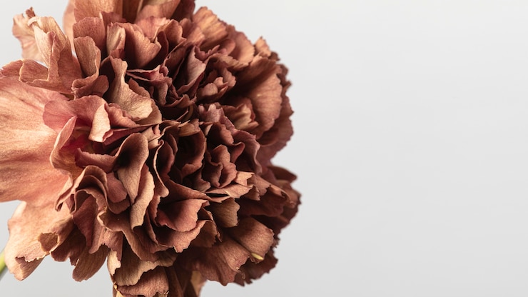 Foto gratuito primo piano abbastanza fiorito del fiore