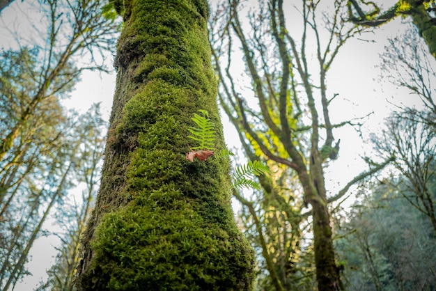 Primo piano ad angolo basso di uno splendido scenario verde nel mezzo di una foresta canadese