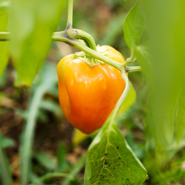 Primo piano al pomodoro non maturo del giardino