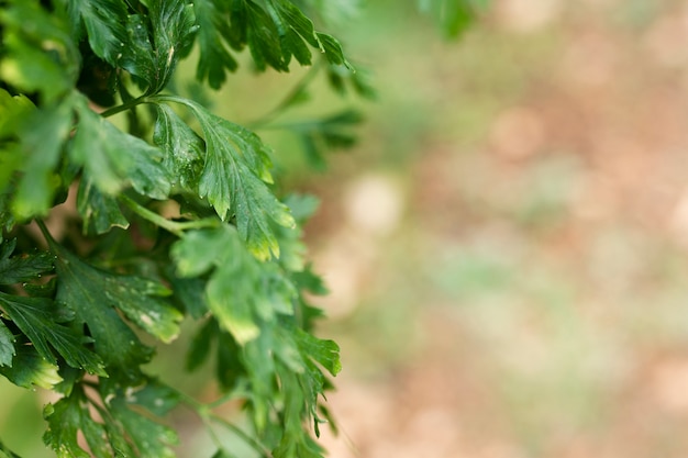 Primo piano alle belle foglie verdi delle verdure