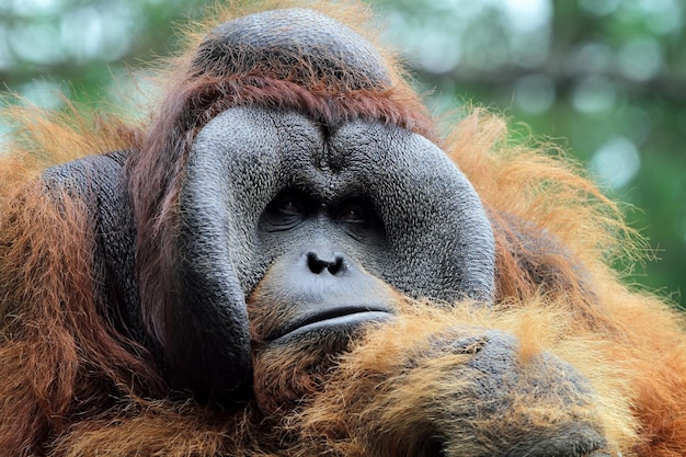 Primo piano animale maschio del primo piano di sumatera dell'orangutan