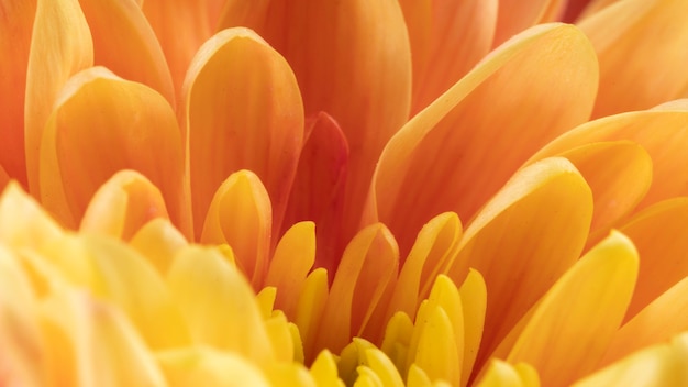 Primo piano arancio e giallo dei petali