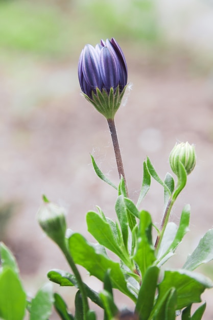 Primo piano colpo verticale di un fiore non sbocciato