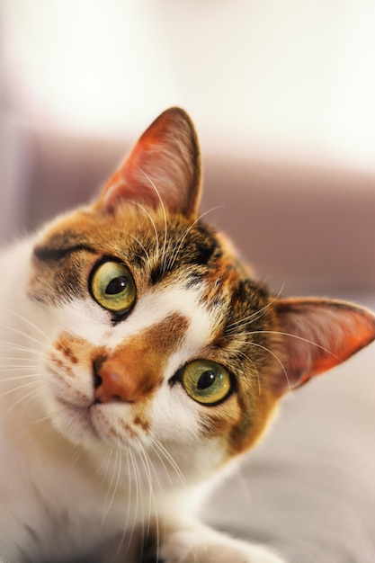 Primo piano colpo verticale di un simpatico gatto European Shorthair