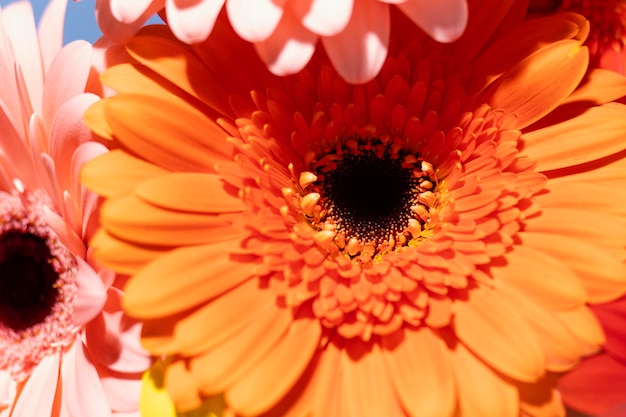 Primo piano dei fiori della gerbera della molla