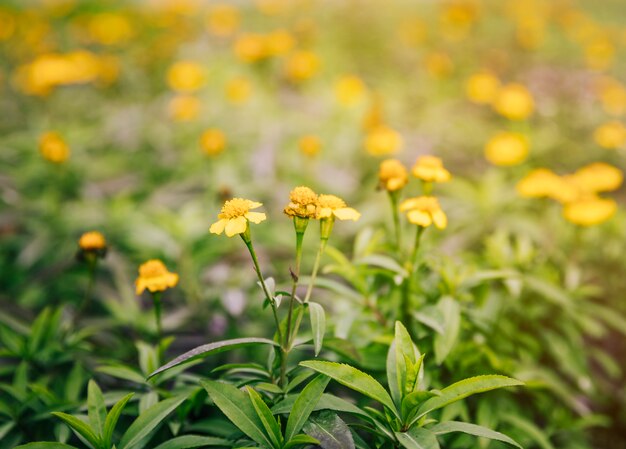 Primo piano dei fiori gialli sulla pianta del timo nel giardino