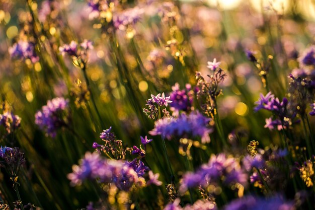 Primo piano dei fiori petaled viola