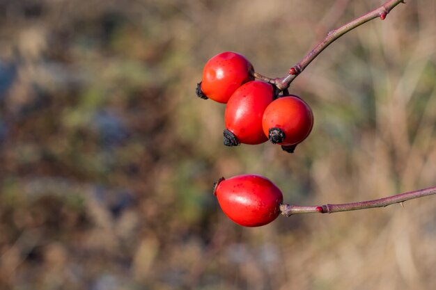 Primo piano dei frutti maturi della rosa selvatica