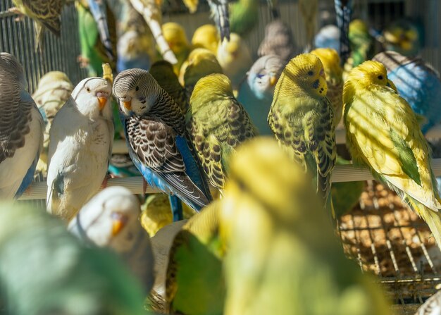 Primo piano dei pappagallini graziosi colorati in una gabbia