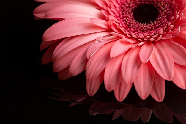 Primo piano dei petali della gerbera in tonalità rosa