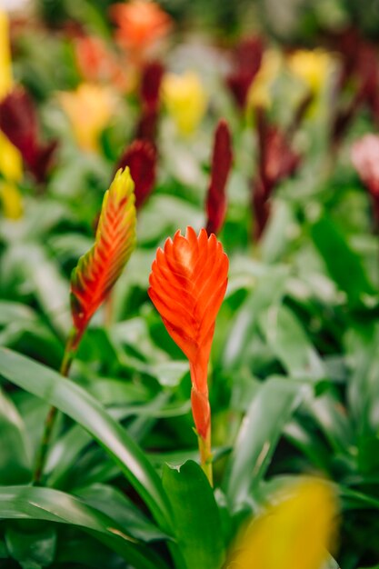 Primo piano del bromeliad rosso di vriesea bello e fiore variopinto nel parco