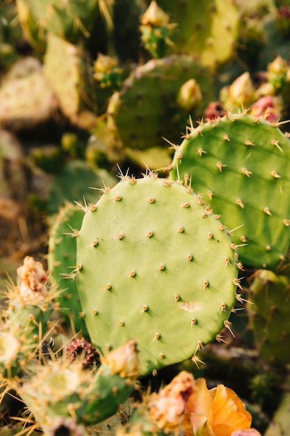 Primo piano del cactus verde con spine